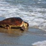 Al Via i Campi Natura: vacanze per salvare le tartarughe
