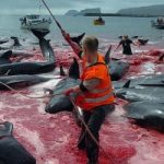 Il Giappone uccide le balene con pretesti scientifici