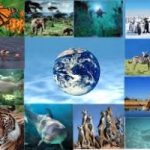 È la Giornata mondiale della Biodiversità