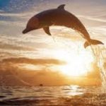 Sos delfini: sempre più in pericolo