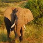 Mozambico: elefanti in pericolo