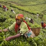 Agricoltura: 1 miliardo di dollari per lo sviluppo del Rwanda