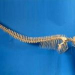 Ritrovato scheletro balena preistorica