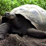 Soppressa tartaruga gigante in Zoo di San Diego