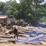 L'Italia importa legno illegale dal Brasile