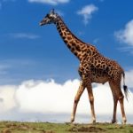 Giraffa a rischio estinzione