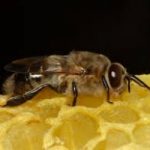 Stop pesticidi: salviamo le api