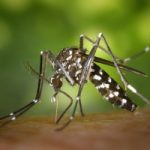 Zanzare pericolose anche in Italia. Allarme malattie esotiche