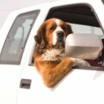 Cani in vacanza? Le nuove regole di trasporto