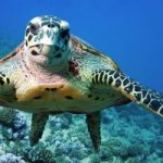 Apre nel Lazio il primo pronto soccorso per tartarughe