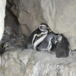 Acquario di Genova : nati due gemelli di pinguino. Video