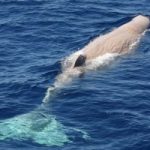 'Moby Dick' torna in Sardegna