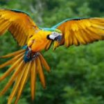 In Italia è nata una grande voliera per salvare i pappagalli Ara
