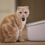 Gatti in salute con la fontanella smart