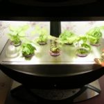 Ecoinvenzioni: il vaso hi-tech che coltiva l'orto in casa e si alimenta da solo