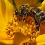 Chi ha veramente a cuore il destino delle api?