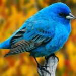 una App per riconoscere gli uccelli