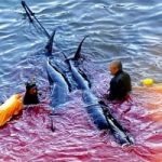 Inizia tra le polemiche la caccia al delfino in Giappone