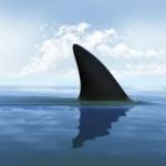 Attacchi squali: sono aumentati negli ultimi anni?