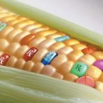 Italia e mezza Europa sono libere da OGM