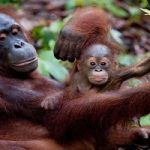 Indonesia: brucia l'ultimo rifugio degli oranghi
