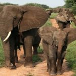 Tanzania: in manette la regina dell'avorio