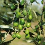 Anno buono per l'olivicoltura italiana