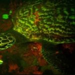 Il primo video della tartaruga biofluorescente