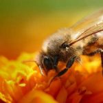 Usare le api per spargere pesticidi, l'idea viene dal Canada