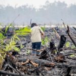 Greenpeace contro i giganti dell’olio di palma che alimentano gli incendi nel Borneo