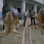 Ogni giorno uccisi 70 elefanti: è la strage dei bracconieri. Il WWF risponde con la campagna #diamov...