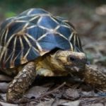 Vendevano tartarughe protette su Facebook: due arresti