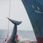 Giappone riapre la caccia alle balene