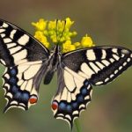 La Gran Bretagna dice addio alle farfalle