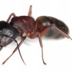 L'impero delle formiche argentine in lotta con le formiche invernali