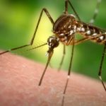 Virus Zika potrebbe arrivare anche in Italia