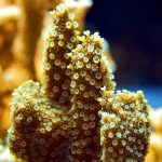 La barriera corallina sta morendo?