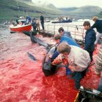 Norvegia: il record nero della caccia alla balene