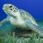 Turisti, inquinamento, barriera corallina e tartarughe