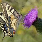 Sette cose da sapere sulle farfalle