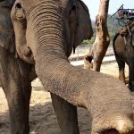 8 cose straordinarie sulla proboscide degli elefanti