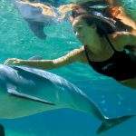 Vietato nuotare con i delfini