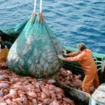 Crisi della pesca nell’Adriatico: -54% in 5 anni
