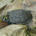 Il Perù rilascia mezzo milioni di baby tartarughe per salvare la specie dall'estinzione