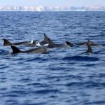Censiti 145 delfini sul litorale romano