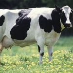 Biogas: l'Olanda investe 150 milioni di Euro sulle le mucche