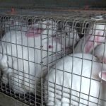 In arrivo il divieto di tenere conigli in gabbia negli allevamenti