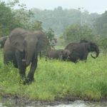 Strage di elefanti in Gabon: 25mila esemplare uccisi in 10 anni