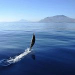 Eolie: “scontro” tra delfini e pescatori