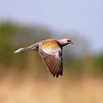 Cinque specie di uccelli “cacciabili” a rischio estinzione. L’appello della Lipu